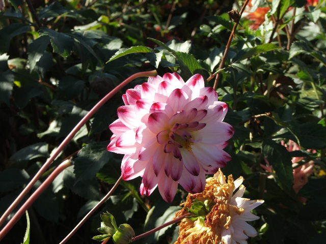 Photo Sharing and Video Hosting at Photobucket